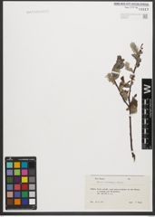 Foto von Salix starkeana Willd.